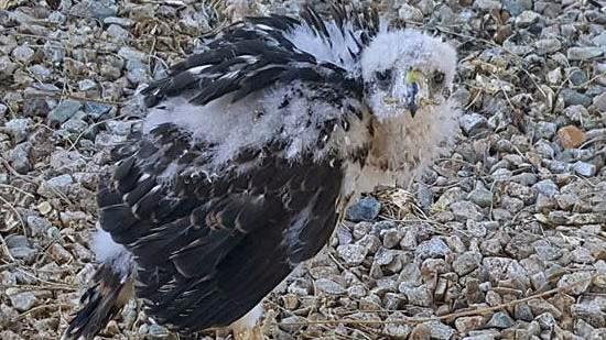 Arizona Game and Fish: Leave fledgling Cooper’s hawks learning to fly alone